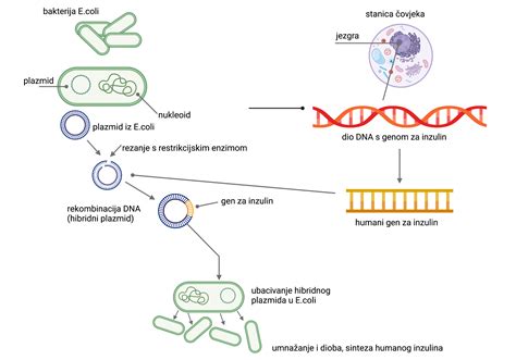 Diagram, ki ponazarja proces proizvodnje rekombinantnega inzulina s tehnologijo rekombinantne DNA.