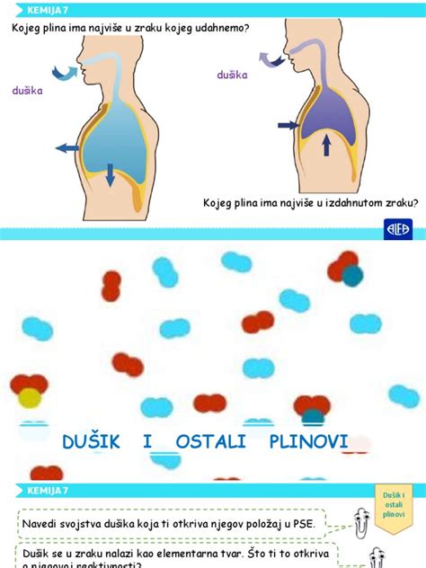 Ilustracija ščitnice v človeškem telesu