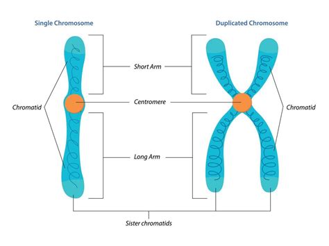 Diagram človeških kromosomov