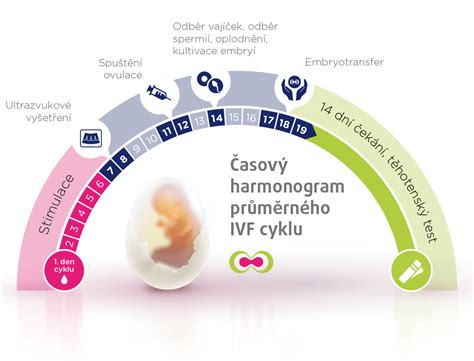 Infografika: Koraki postopka IVF in časovnica