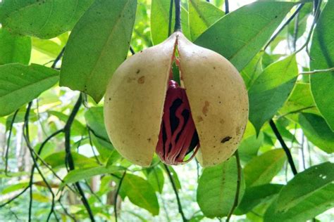 Mangovo drevo in sadež