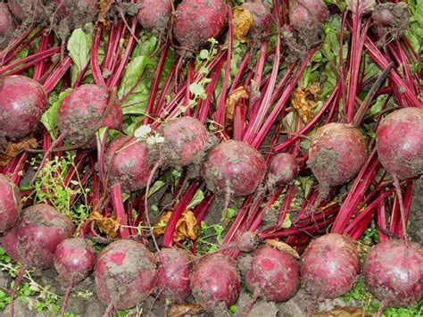 Rdeča pesa v sveži obliki