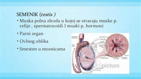 moški reproduktivni organi pod mikroskopom
