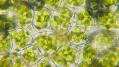 Mikroskopska slika citomegalovirusa