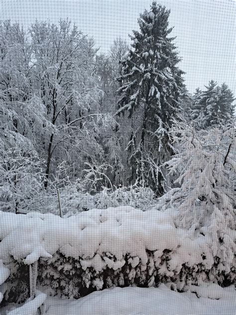 dva dojenčka, ki dojita