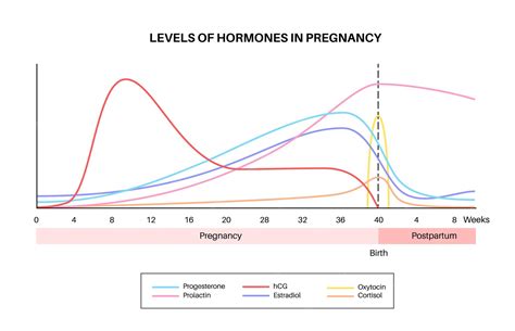 Diagram, ki prikazuje povečanje ravni hormonov (hCG, progesteron, estrogen) v prvih tednih nosečnosti.