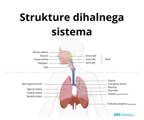 anatomija prebavnega sistema z označeno zgago