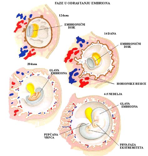 Embrionalni razvoj hrbtenice