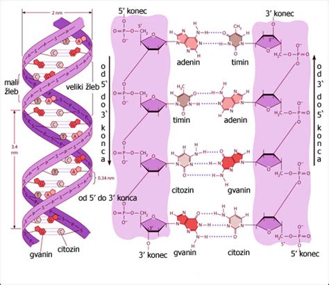 Diagram, ki prikazuje sintezo DNK in vlogo folne kisline