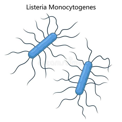 Ilustracija bakterije Listeria monocytogenes