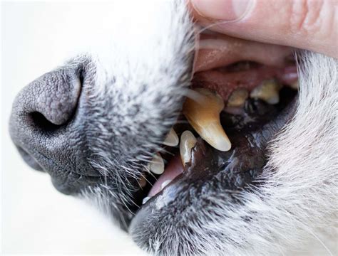 Infografika prikazuje različne metode za čiščenje zob pri psih