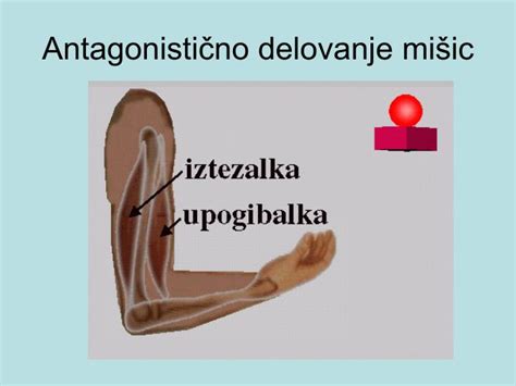 Diagram prikazuje delovanje mišic v hrbtu in trebuhu