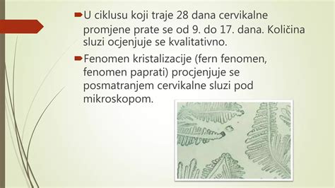 Primerjava različnih vrst cervikalne sluzi, od neplodne do zelo plodne