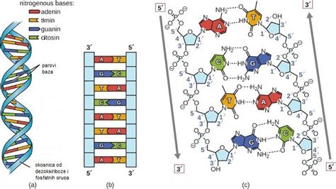 Diagram prikazuje sintezo DNK in vlogo folata kot kofaktorja.