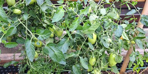 Fotografija zrelega paradižnika na vrtu