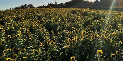 Sončnice na sončnem travniku