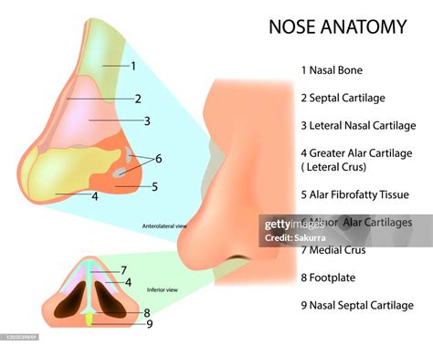 Ilustracija človeškega nosu z označenimi votlinami