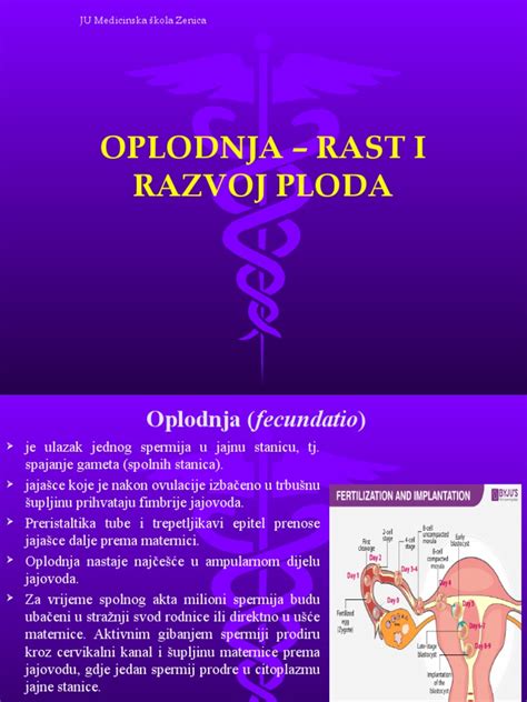 Diagram prikazuje, kako hrana vpliva na razvoj ploda.