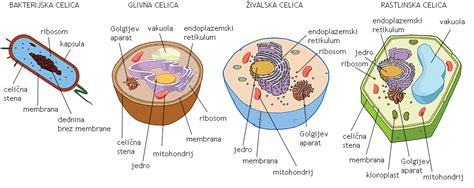 Diagram, ki prikazuje proces reprogramiranja celic v iPS celice
