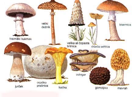 ilustracija strupene gobe