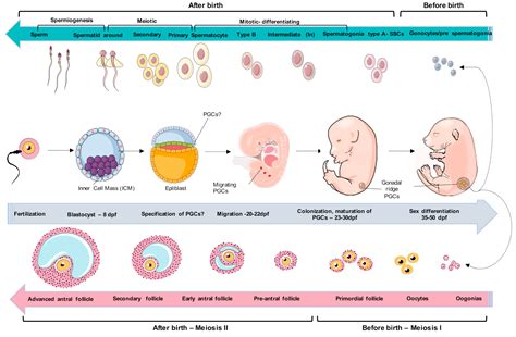 Diagram zgodnjega razvoja zarodka skozi tedne