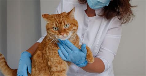 Veterinar pregleduje mačko