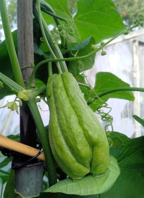 Plod v amnijski votlini z ovoji