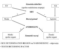 Diagram notranjih spolnih organov psice