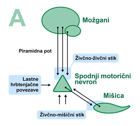 Simbolični prikaz sanj: možgani z metaforičnimi podobami