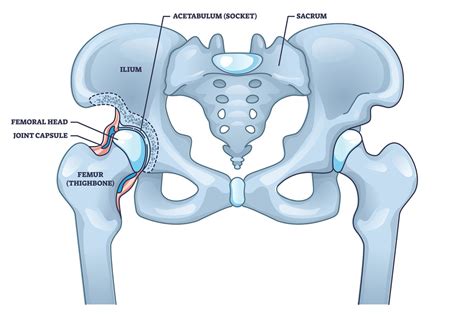 Anatomija kolčnega sklepa