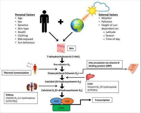 Diagram procesa tvorbe vitamina D v koži
